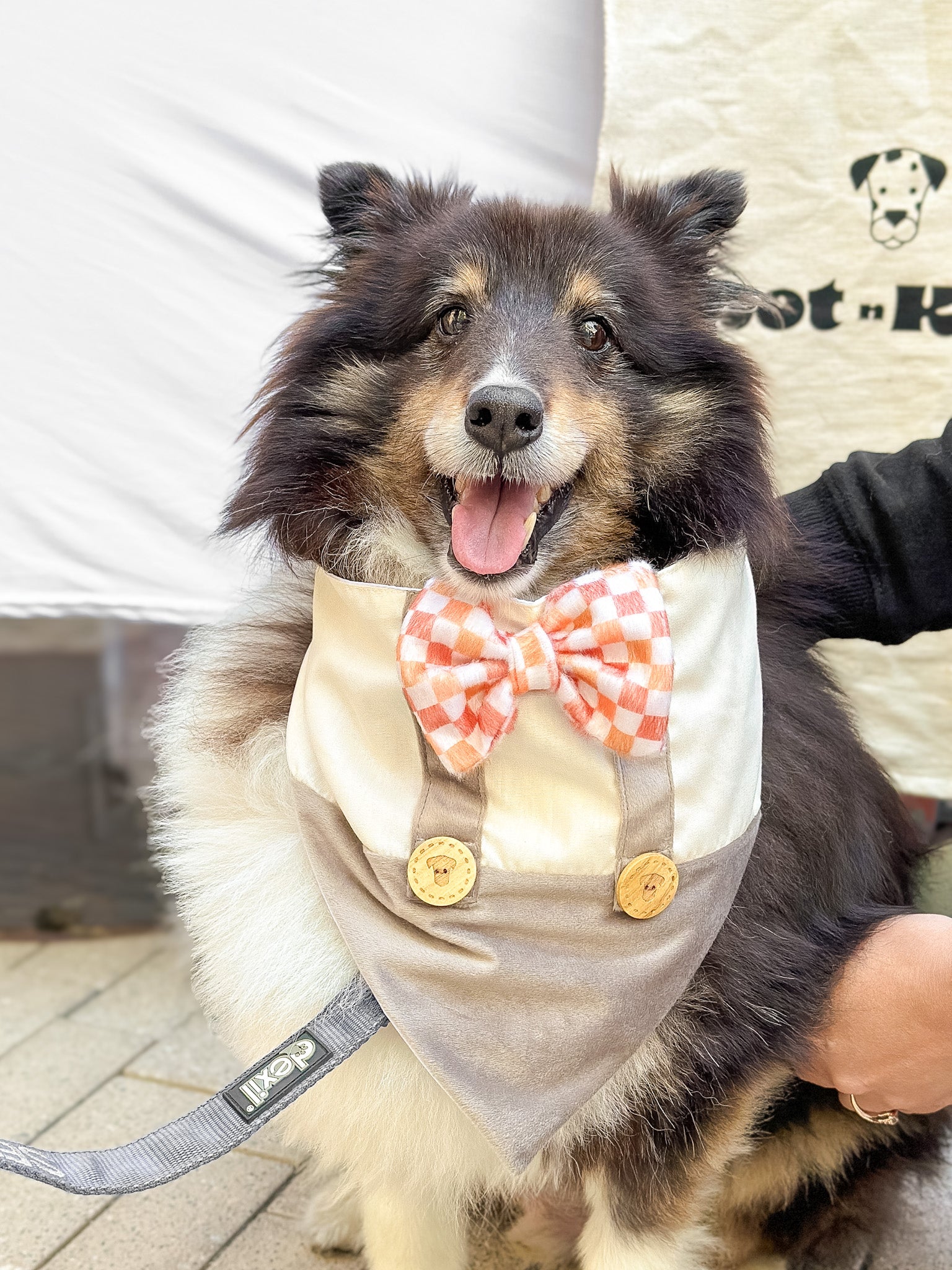 Pet Bandana Suspender Checkered | Autumn Collection - Fall image 5