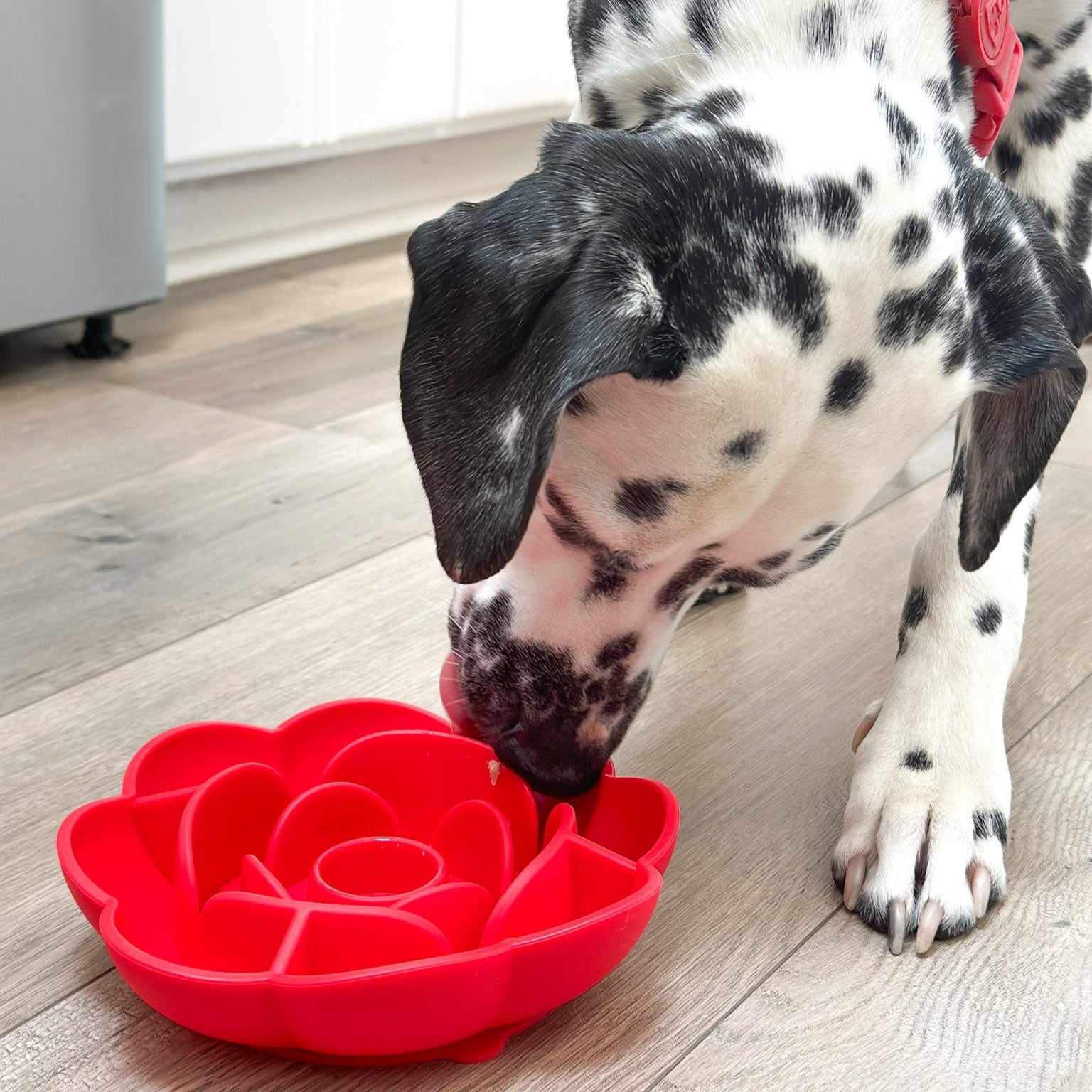 Slow Feeder Bowl Flower with Suction Cup Base | Silicone Puzzle Feeder for Dogs and Cats | BPA Free image 2