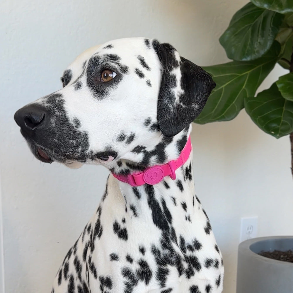 Waterproof Dog Collar | Soft-Touch | Adjustable Fit image 4