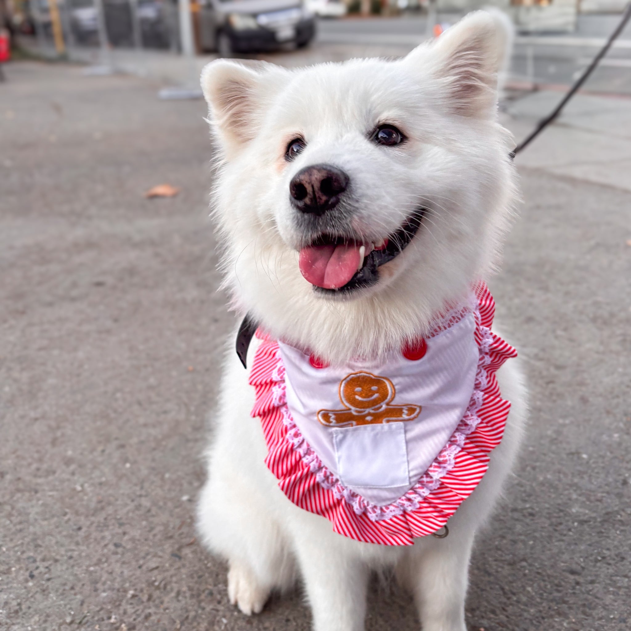 Santa Paws