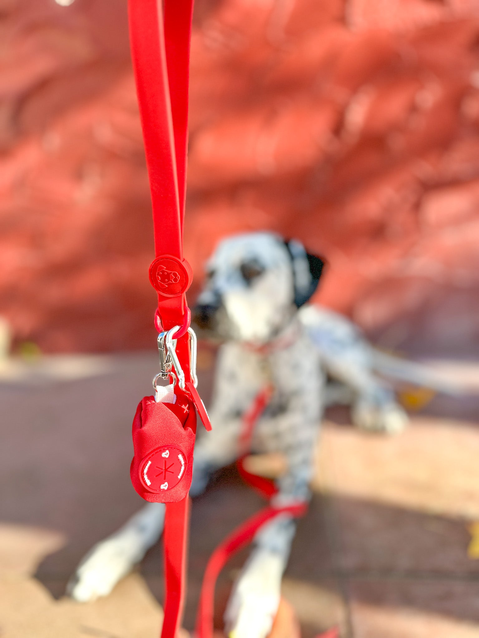 Dog Walk Bundle | Leash & Collar image 2