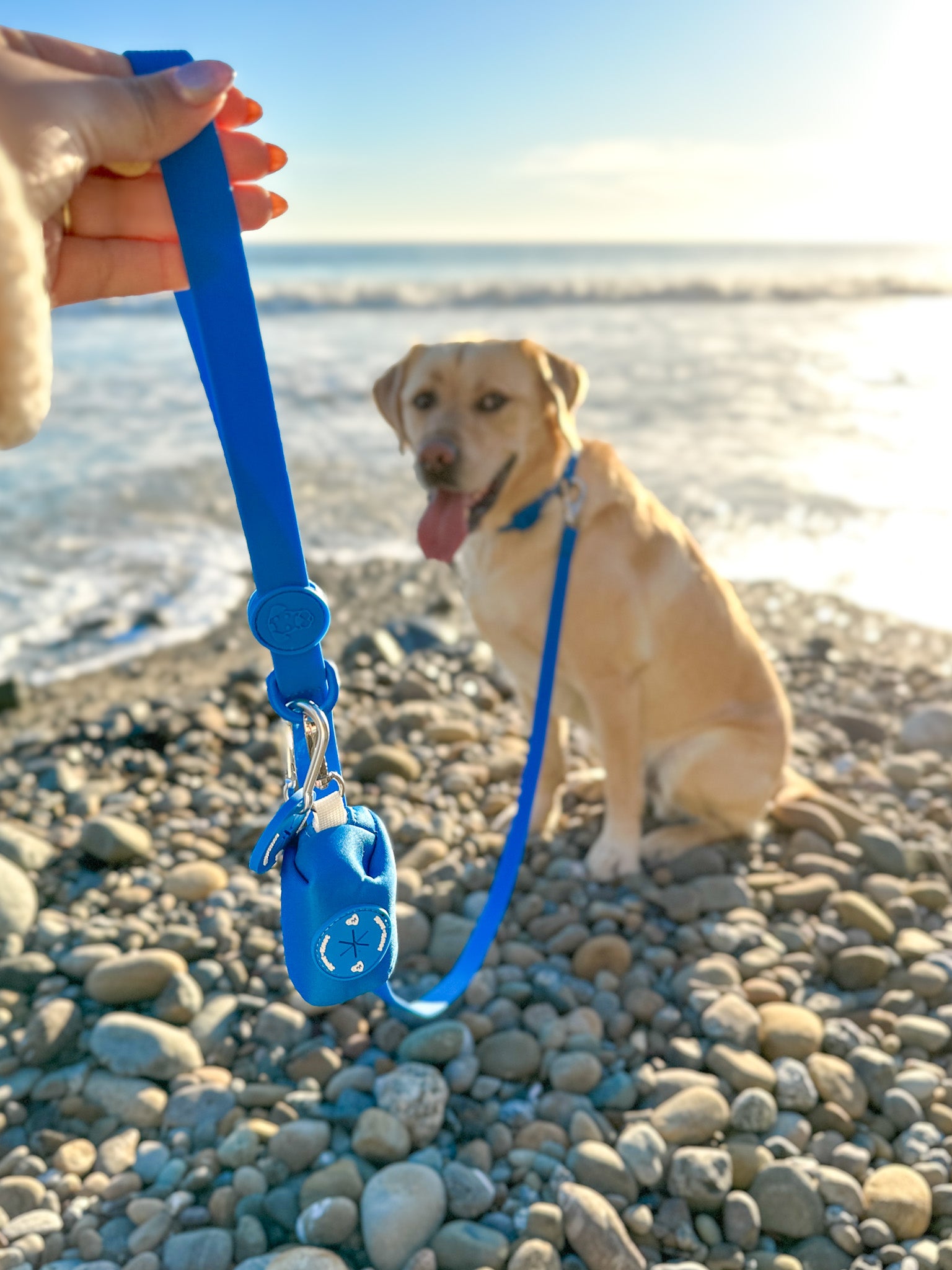 The Essential Dog Bundle | Leash - Collar - Accessories image 1