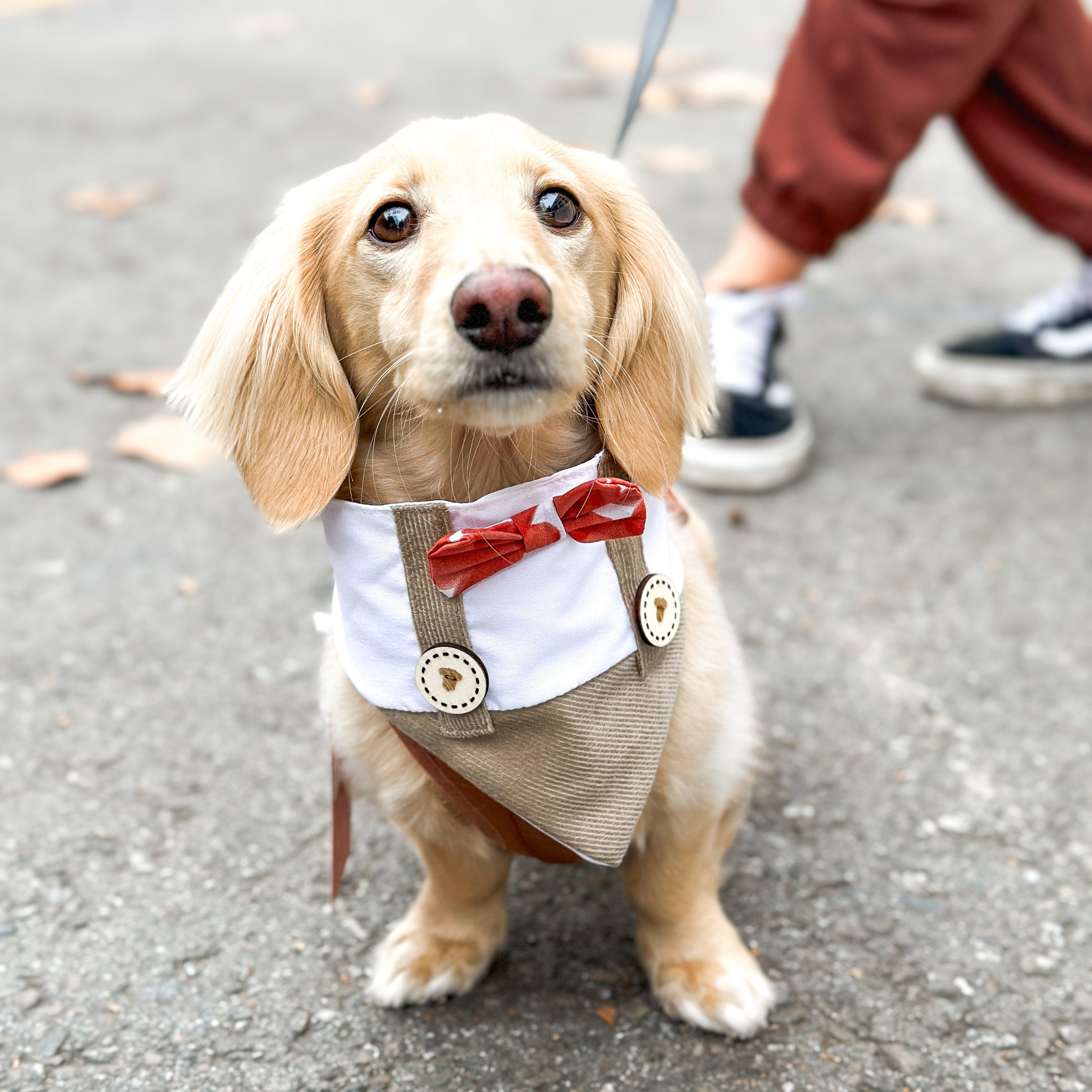 Dog in a costume with a bow tie and vest on a street