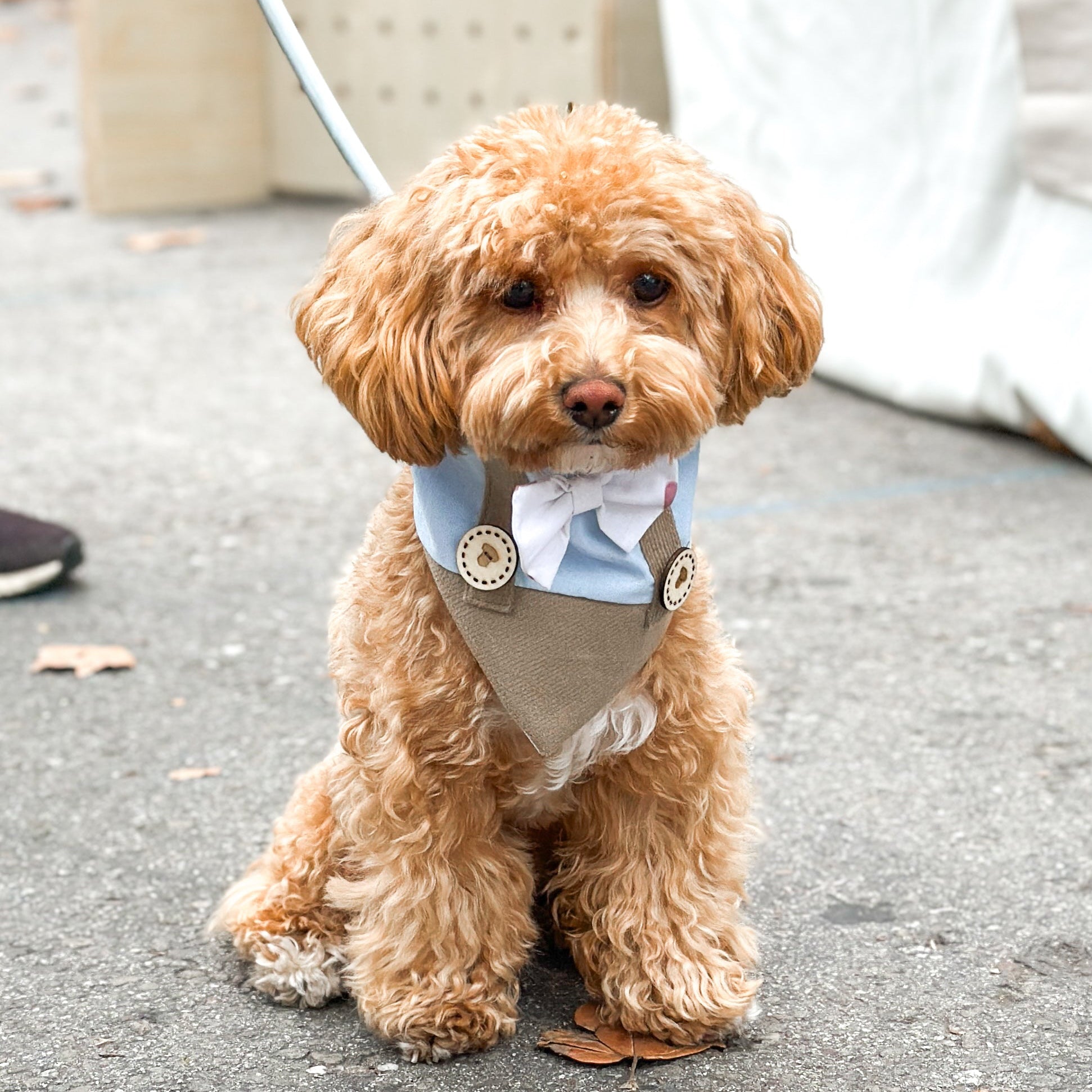 Dog Bandana Love Heart Suspender | Valentines Day