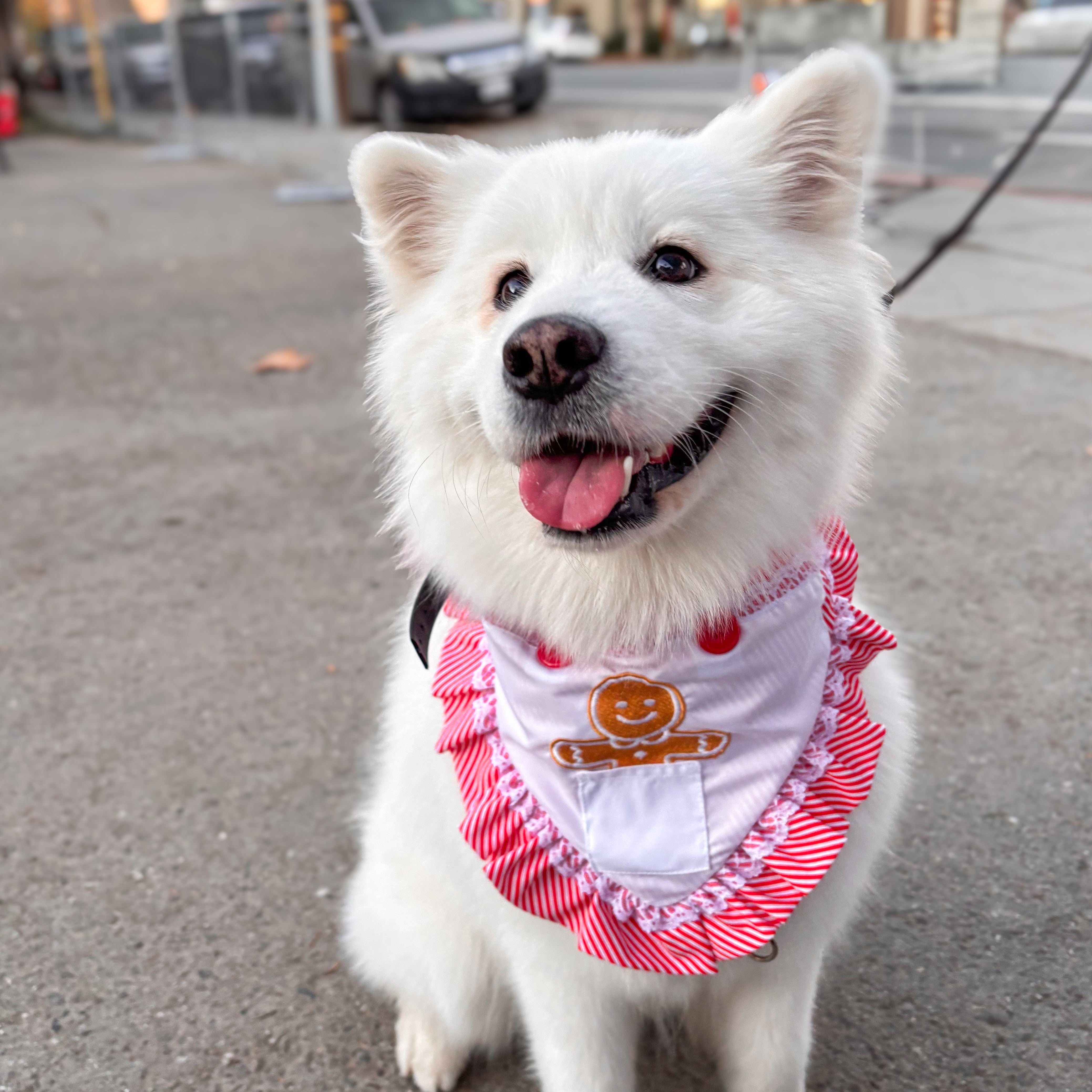 White dog wearing a red and white outfit with a logo on a street.