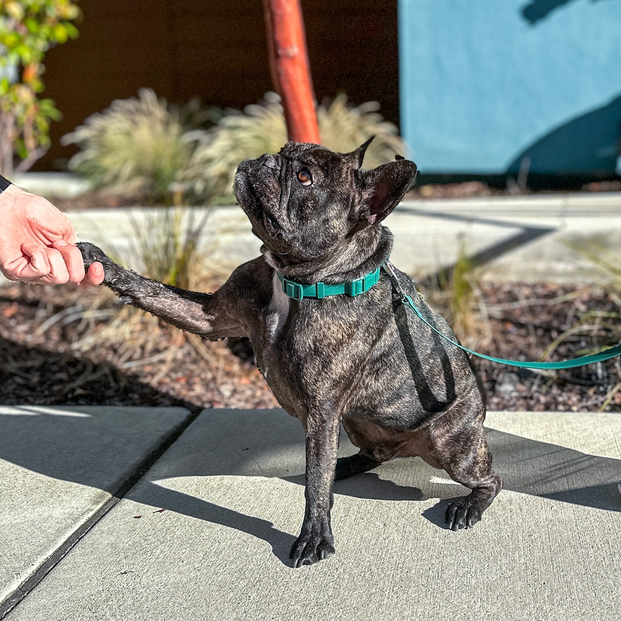  Waterproof Dog Collar | Soft-Touch | Adjustable Fit image 5