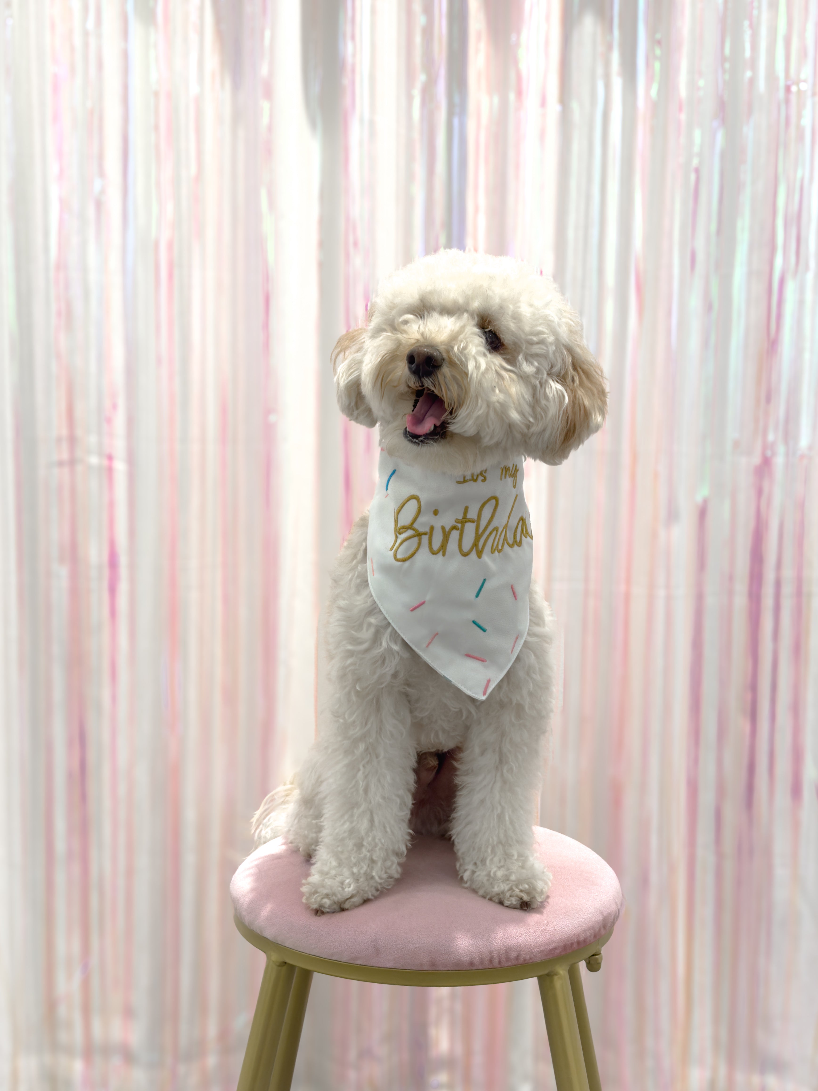 Pawty Time Birthday Bandana for Dogs Colorful image 1